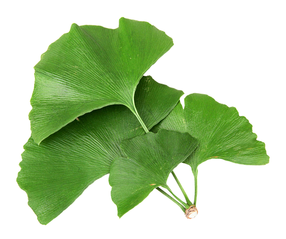 Ginkgo Biloba