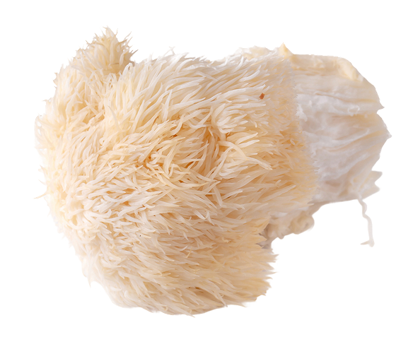 Lion's Mane Mushroom